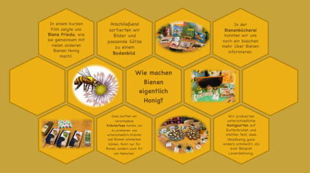 Homapage_Bienenprojektk4.jpg